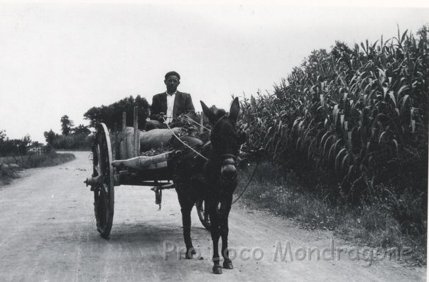 Carro con asino condotto da Giuseppe Nardone.jpg